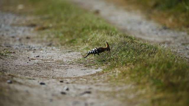 Hoopoe Bird Foraging on Rural Dirt Path