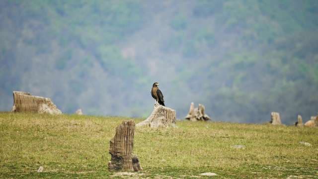 Majestic Hawk Perched in Open Wilderness Landscape