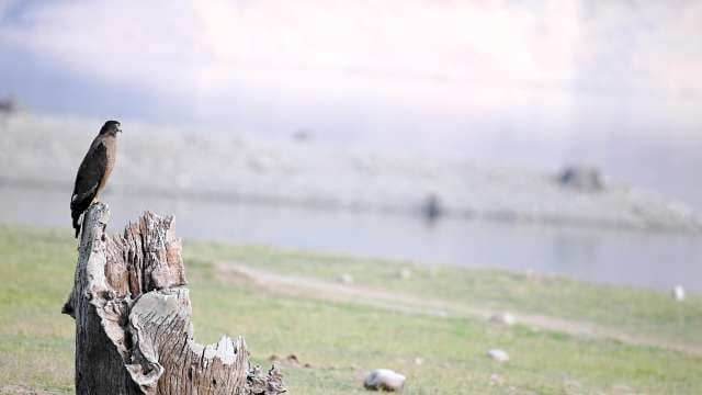 Majestic Hawk Perched on Tree Stump by Lakeside