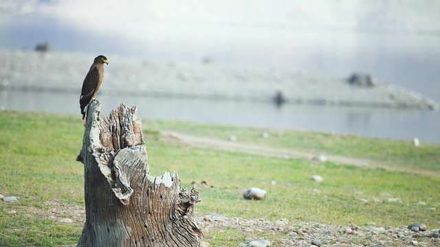 Majestic Bird Perched on Tree Stump Near Serene Lake
