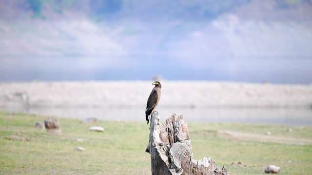 Bird of Prey Perched by Lakeshore in Wildlife Habitat