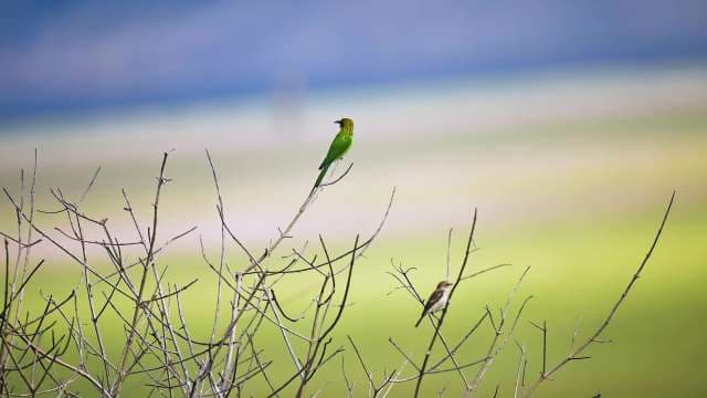 Vivid Green Bird Perched on Bare Branches in Nature