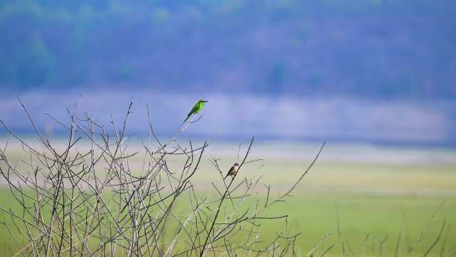 Green Bee-Eater Perched on Branch in Open Grassland
