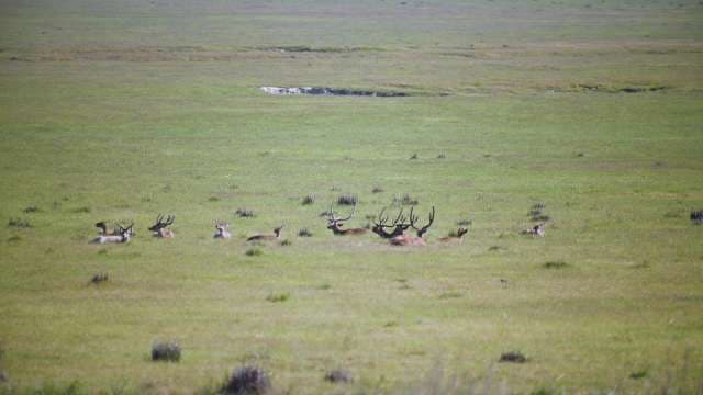 Wild Elk Herd Resting in Expansive Grassy Field