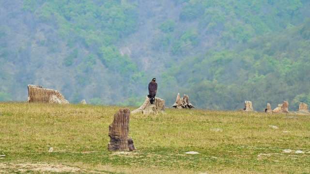 Wild Hawk Perched on Tree Stump in Open Meadow