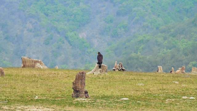 Majestic Eagle Perched on Tree Stump in Wilderness