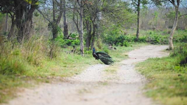 Wild Peacock Walking on Forest Trail in India