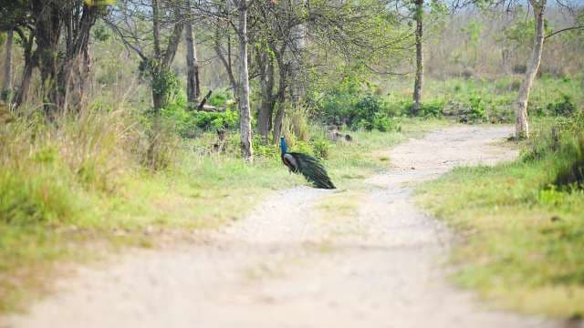 Peacock Walking on Forest Trail in Natural Habitat
