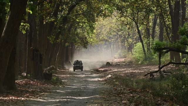 Thrilling Jungle Safari Adventure Through Dense Indian Forest