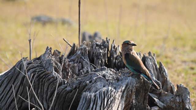 Vibrant Bird Perched on Weathered Tree Stump in Nature