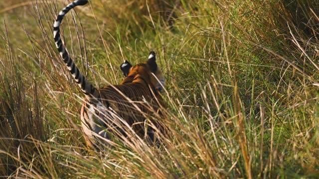 Wild Tiger Walking Through Tall Grasses in India