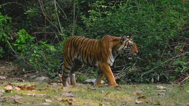 Majestic Bengal Tiger Roams Wild Forest Habitat