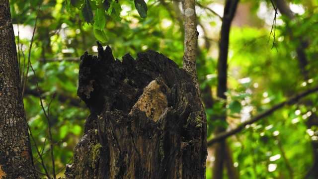 Baby Owl Camouflaged in Tree Trunk in Forest