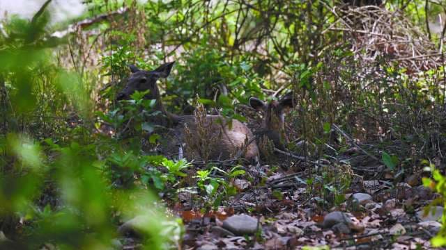 Deer Resting in Forest Underbrush During Daytime