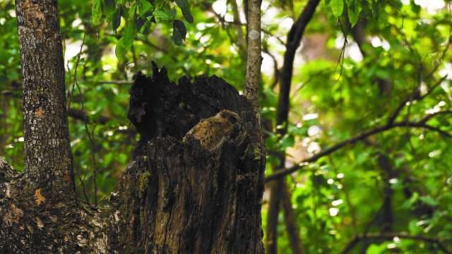 Camouflaged Owl Chick Resting Quietly in Forest Tree Hollow