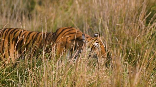 Majestic Tiger Stalking Through Tall Savannah Grass
