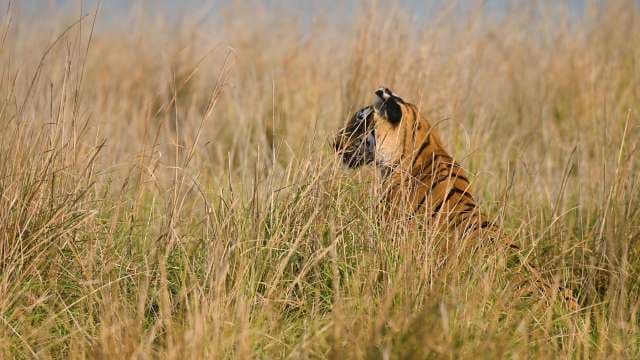 Tiger Camouflaged in Tall Grass at Jim Corbett National Park