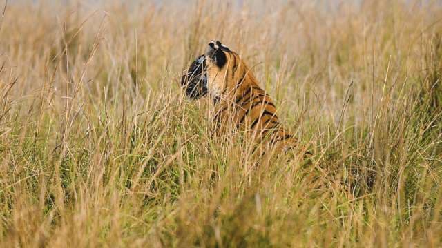 Tiger Camouflaged in Tall Grass at Ranthambore