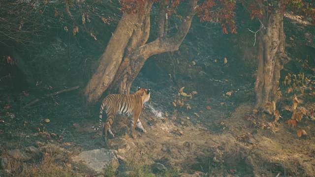 Bengal Tiger Roaming Wild in Ranthambore Forest