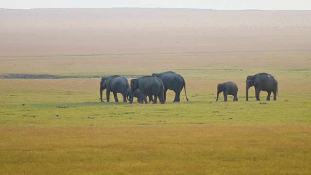 Wild Elephants Roaming Across Vast Uttarakhand Landscape