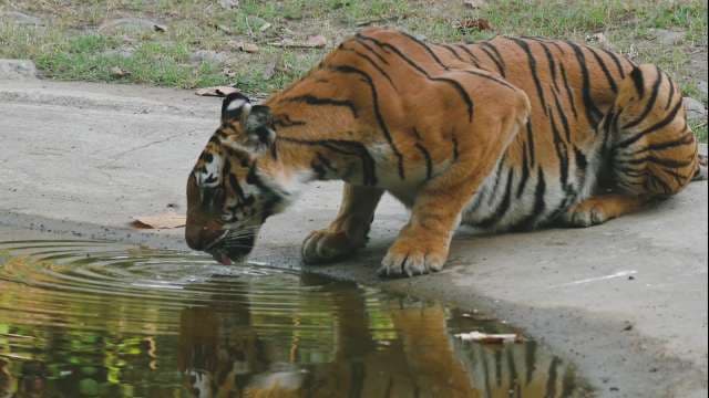 Bengal Tiger Drinking Water at the Edge of a Pond