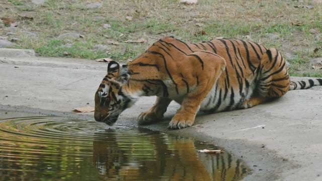 Bengal Tiger Drinking Water at Riverside Edge