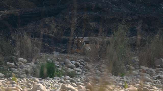 Majestic Tiger Resting in Rocky Forest Habitat