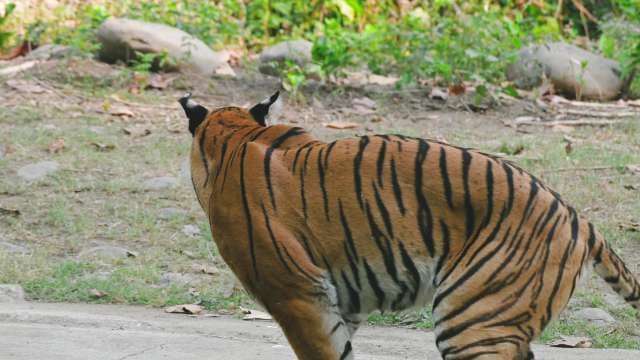 Wild Bengal Tiger Walking Through Lush Forest Habitat