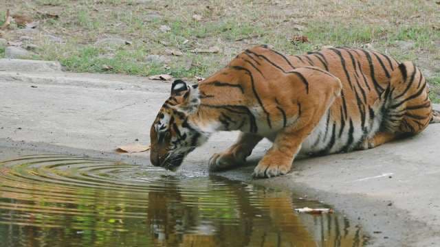 Bengal Tiger Drinking By the Water's Edge in Daylight