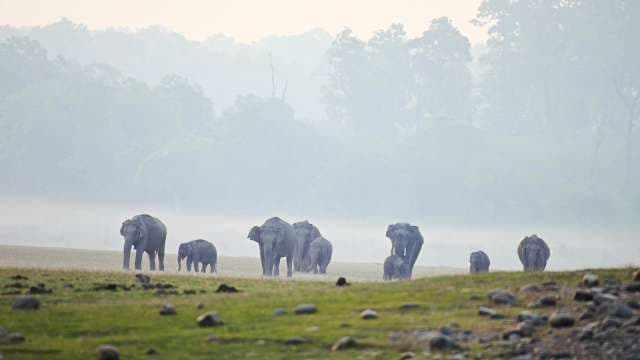 Wild Elephants Roaming Misty Forest at Dawn