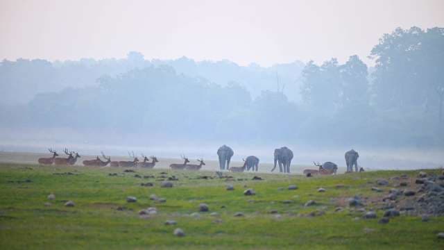 Wild Elephants and Deer Roam Misty Grasslands at Jim Corbett