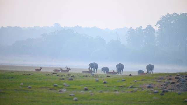 Wild Elephants and Deer Grazing in Misty Forest Meadow