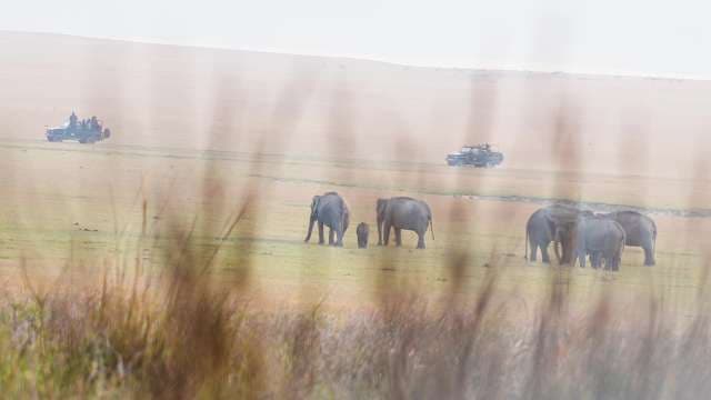 Safari Adventure: Elephants Roaming the Savannah