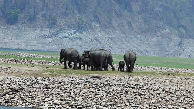 Wild Elephants Roam the Riverbank in Jim Corbett National Park