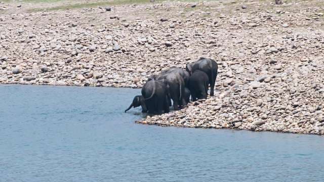 Elephant Herd Drinking Water at Riverside