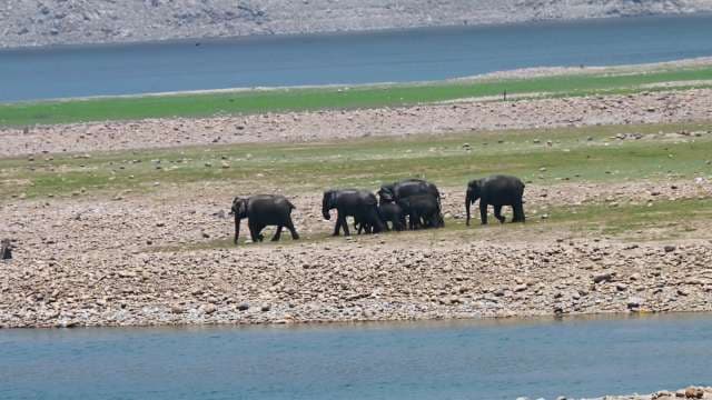 Elephant Herd Walks Along Riverbank in Wildlife Reserve