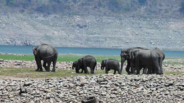 Wild Elephants Roaming Near Riverbank in Natural Habitat
