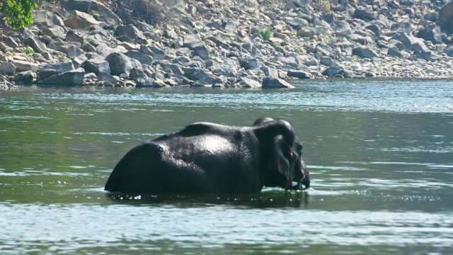 Wild Elephant Bathes in River on a Sunny Day