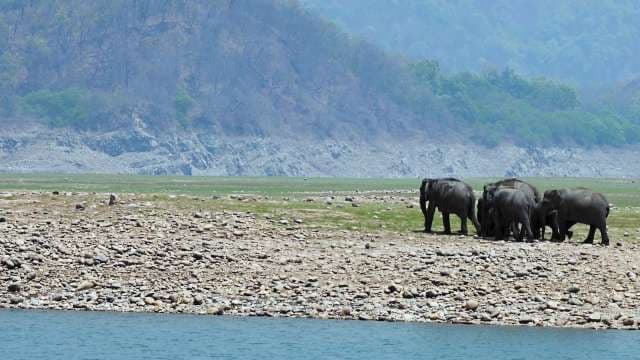 Wild Elephants Roam Riverbank in Lush Mountain Landscape