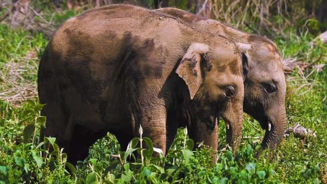 Asian Elephants Grazing in Lush Green Forest Habitat