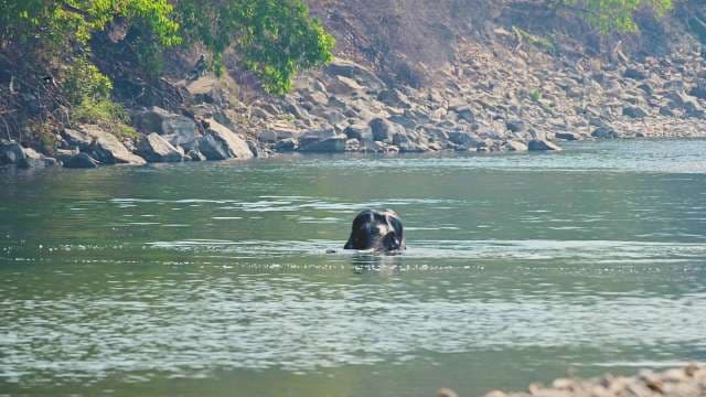 Wild Elephant Enjoys Refreshing Swim in River Habitat