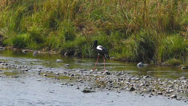 Black-Necked Stork Wading in Wetland Stream