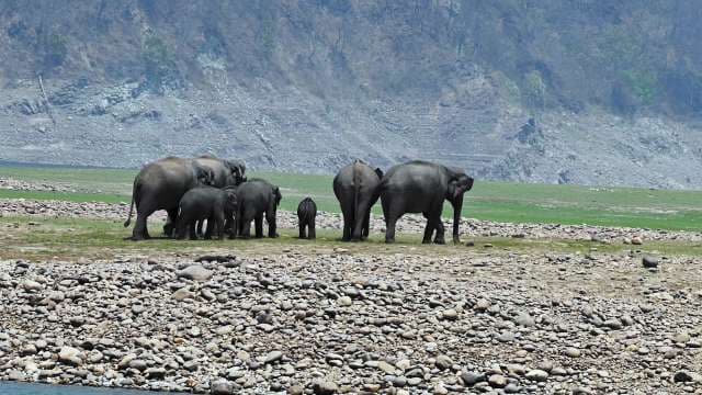 Wild Elephant Herd Roams Rocky Riverbank in Natural Habitat