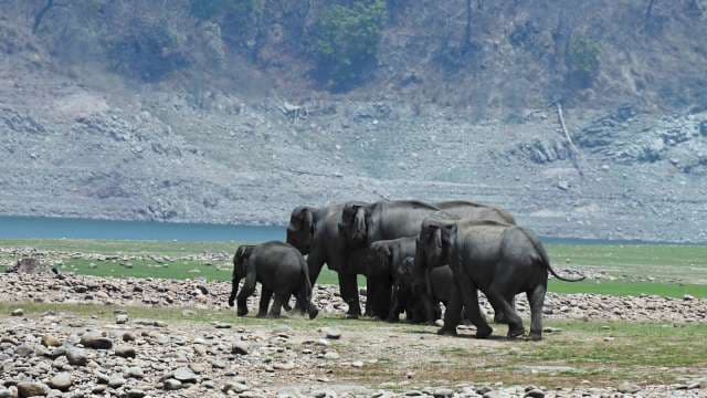 Wild Elephant Herd Roaming Riverside Plains