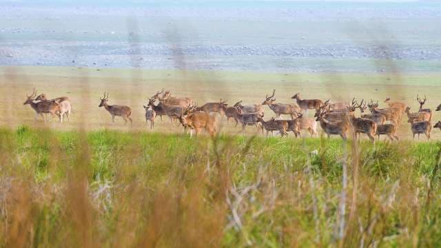 Herd of Spotted Deer Grazing in Indian Grassland
