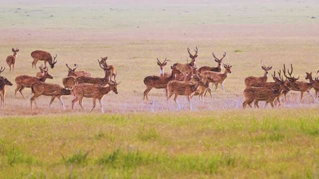 Herd of Spotted Deer Grazing in Indian Grassland