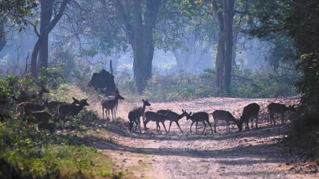 Herd of Deer Crossing Forest Path in Early Morning Light