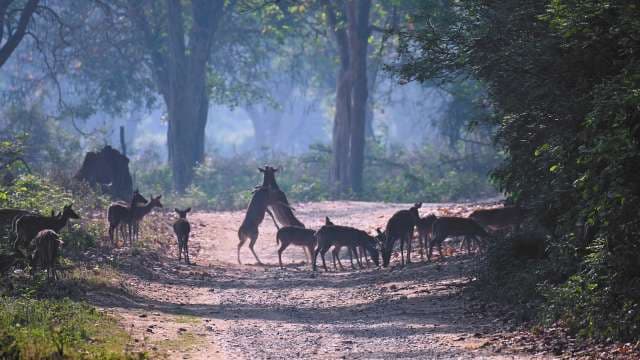 Wild Deer Herd in Indian Forest Morning Light