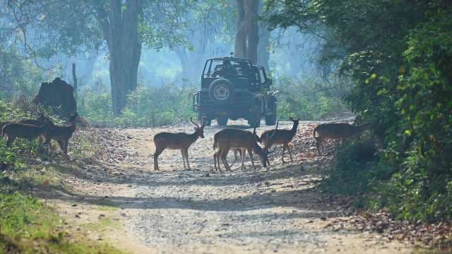 Wildlife Jeep Safari Encounters Deer Herd in Forest Reserve