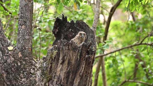 Owl Chick in Tree Hollow Observes Forest Surroundings